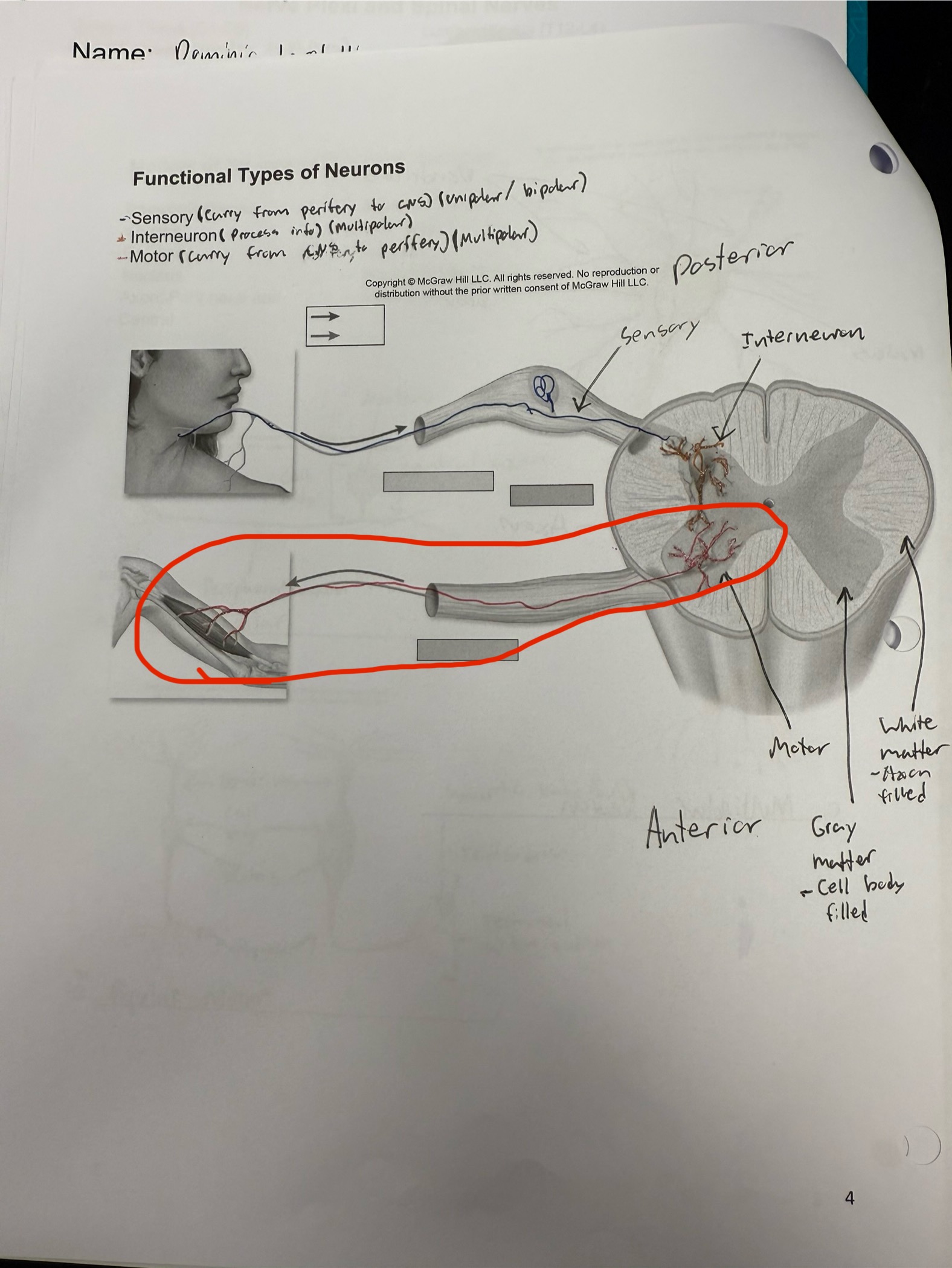 <ul><li><p>Neuron that’s body is in anterior horn sends an axon out to the PNC</p></li><li><p>Sends motor impolses in response to stimuli</p></li><li><p>Mostly motor neurons&nbsp;</p></li><li><p>Travel as cranial and spinal nerves&nbsp;</p></li></ul><p></p>