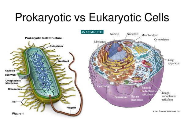 <p><span>Eukaryotic cells.</span></p>