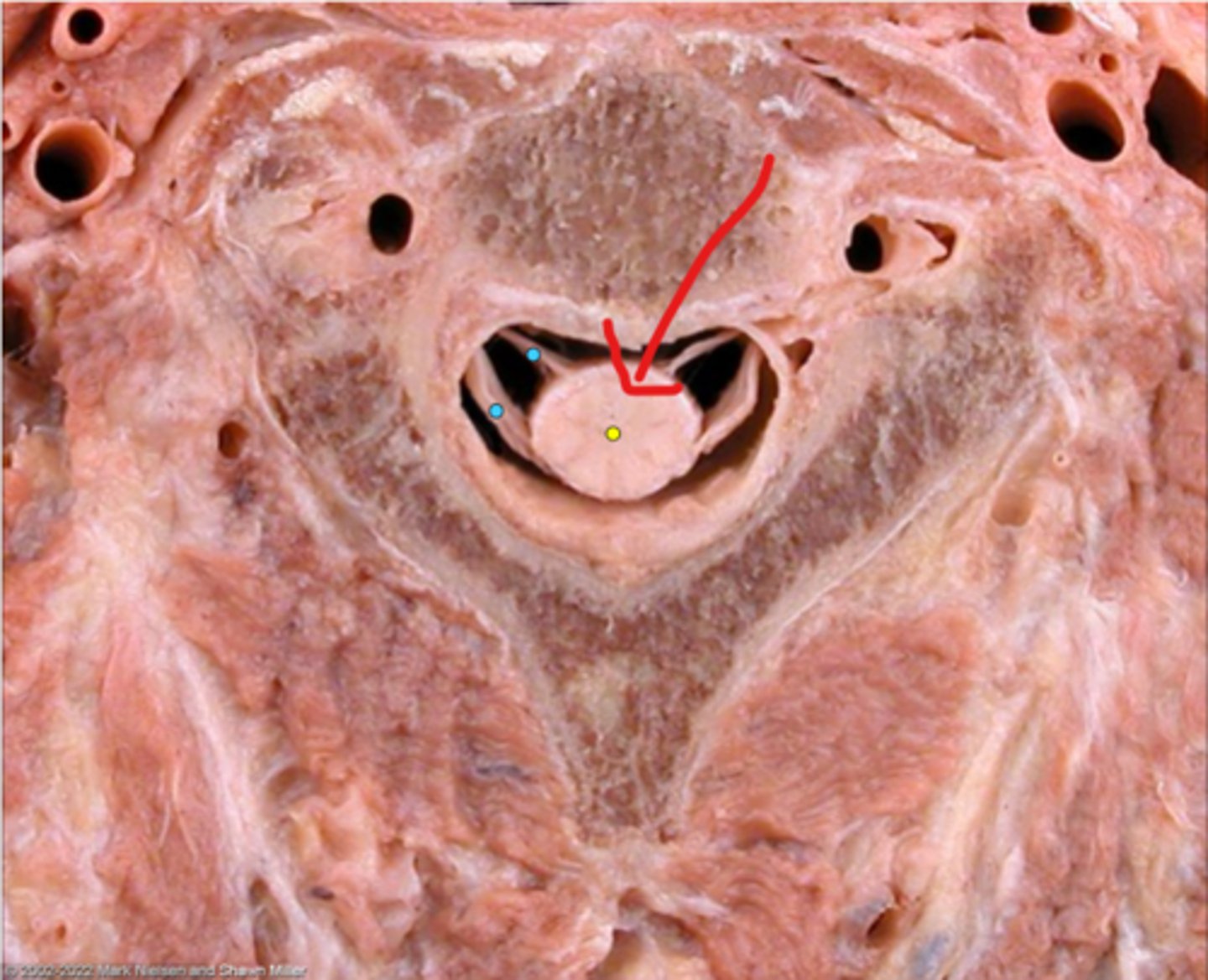 knowt flashcard image