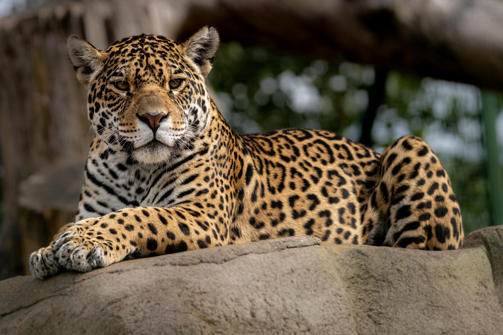 <p>Jaguar</p>
