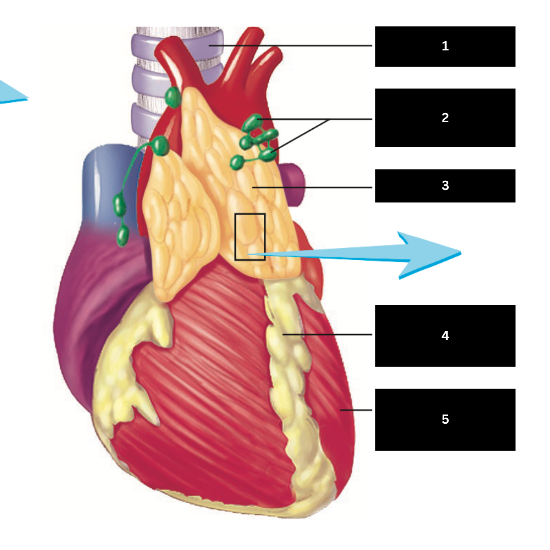 <p>5</p>