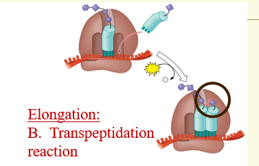 <p>It catalyzes the formation of a peptide bond between amino group of the <strong>new amino acid in the A site</strong> and the <strong>carboxyl group</strong> of the amino acid on the growing chain.</p>