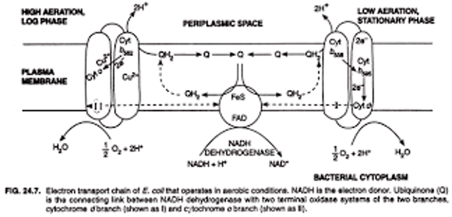 <p>True. Because there are no Mitochondria in Prokaryotes, their plasma membrane is used for the Electron Transport Chain and ATP synthesis.</p>