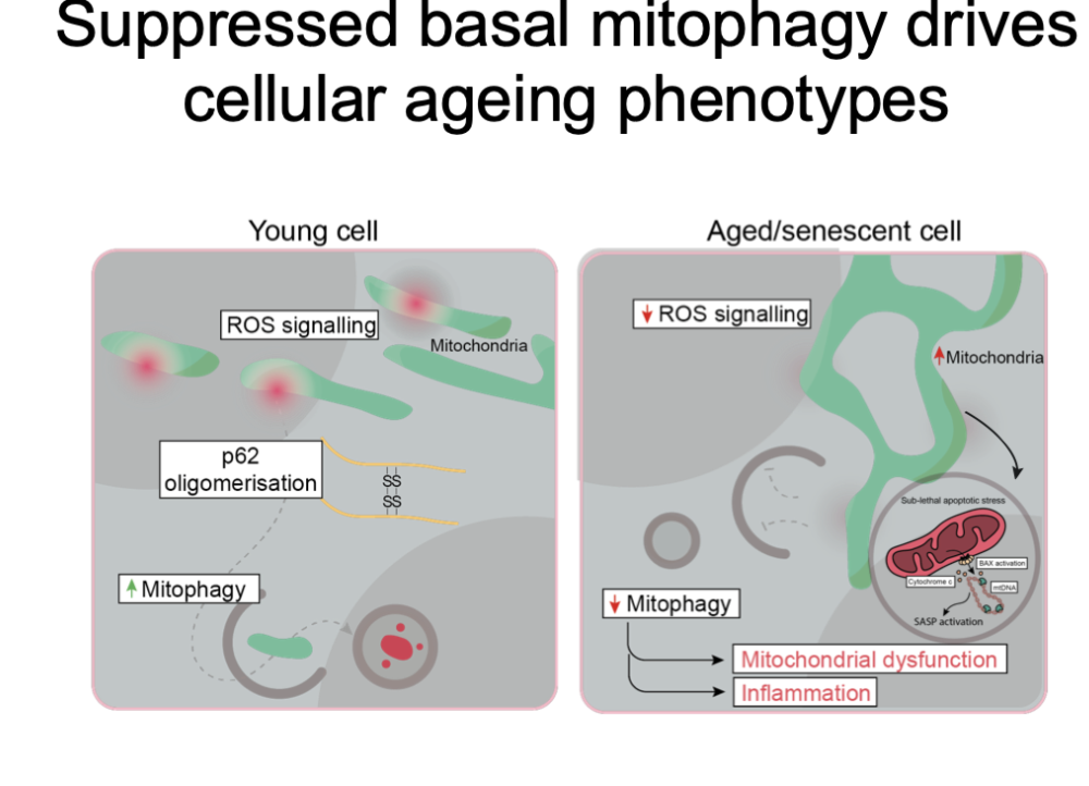 <p><span style="background-color: inherit; line-height: 22px; color: windowtext;"><span>Select autophagy pathways may be effected </span></span><span style="line-height: 22px; color: windowtext;"><span> </span></span></p><p class="Paragraph SCXO158818573 BCX0" style="text-align: left;"><span style="background-color: inherit; line-height: 22px; color: windowtext;"><span>Signal less with age so picked up less by autophagy machinery </span></span><span style="line-height: 22px; color: windowtext;"><span> </span></span></p><ul><li><p class="Paragraph SCXO158818573 BCX0" style="text-align: left;"><span style="background-color: inherit; line-height: 22px; color: windowtext;"><span>See accumulation of mitochondria in ageing, but are less active </span></span><span style="line-height: 22px; color: windowtext;"><span> </span></span></p></li><li><p class="Paragraph SCXO158818573 BCX0" style="text-align: left;"><span style="background-color: inherit; line-height: 22px; color: windowtext;"><span>Don’t get moved when damage and start leaking intracellular mitochondrial components sending a signal that could lead to innate immune system response creating an inflammatory effect in cell and neighbouring cells</span></span><span style="line-height: 22px; color: windowtext;"><span> </span></span></p></li></ul><p></p>