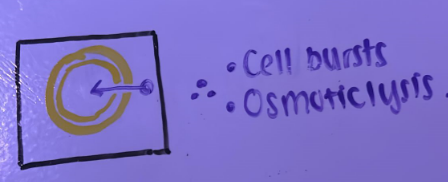 <p>Cell bursts and swells.</p>