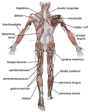 <p>skeletal muscles </p>