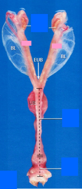 <p>name the species this reproductive tract is from</p>