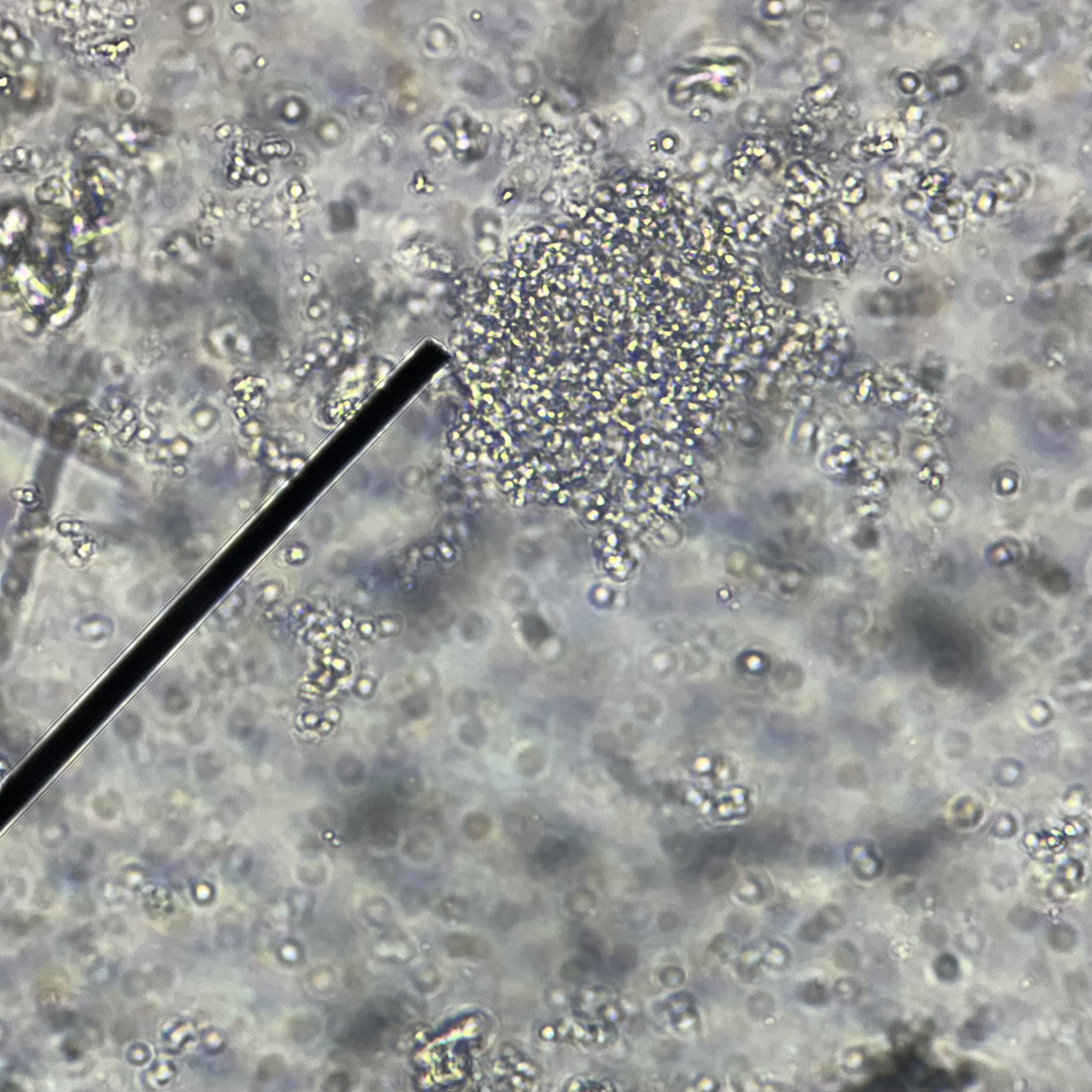 <p>Identify crystals found in alkaline urine.</p><p></p>