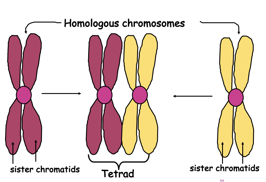 <p>Homologs contain DNA that codes for the same genes , but different versions of those genes</p><p>Genes occur at the same loci </p><p></p>