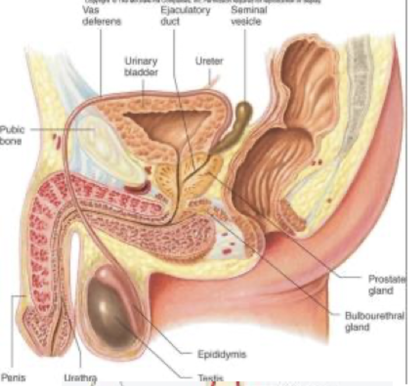 <p>Seminiferous tubules make sperm: FSH causes germ cell maturation</p><p>Interstitial cells of Leydig make testosterone: LH stimulates Leydig</p>