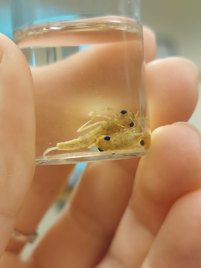 <p>Leaflike caudal lamellae</p><p>Antennae segments all roughly equal, skinny antennae</p><p>Mouth like rounded mask</p>
