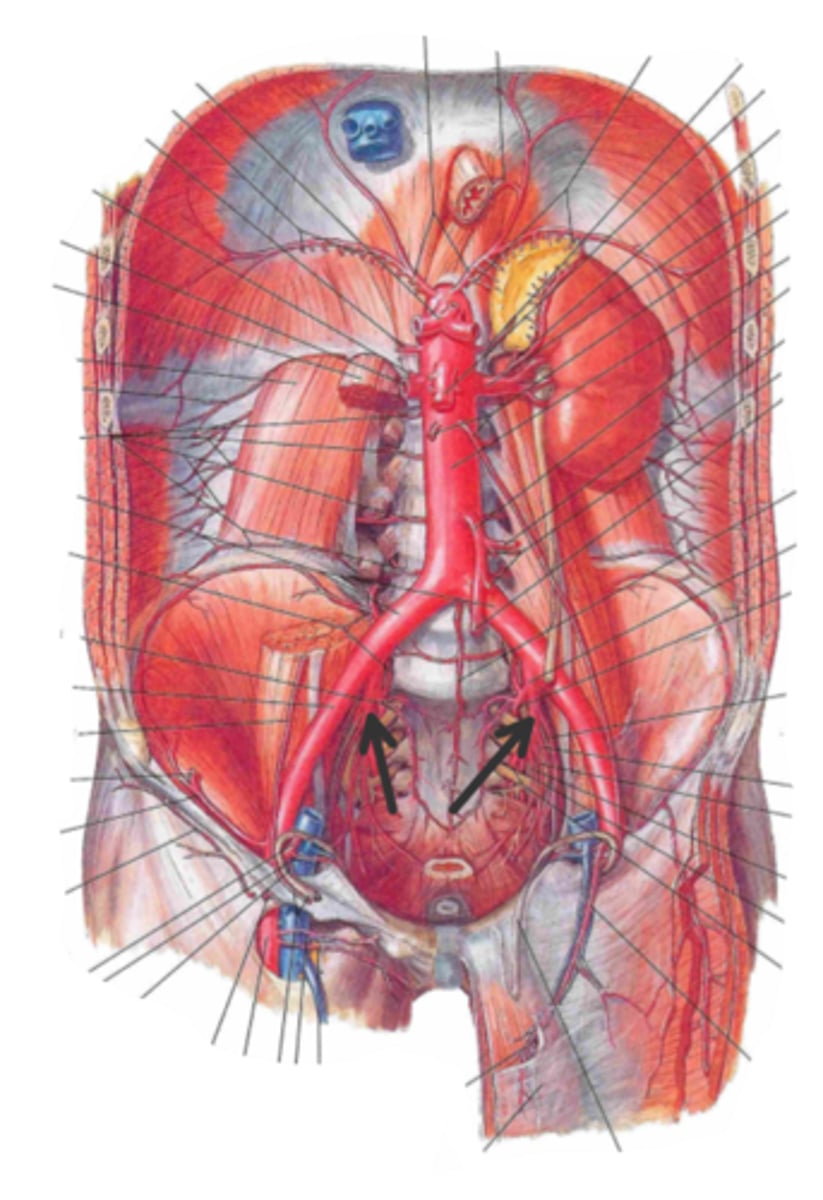 <p>identify the structure(s) indicated by the arrow</p>