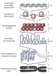 <p><span><span>Filament nucléosomique (10 nm).</span></span></p><p><span><span>→ Les nucléosomes s’enchaînent le long de l’ADN</span></span></p>
