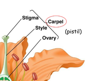 <p>Stigma (place to accept pollen)</p><p>Style (The length of the pollen-accepting tube)</p><p>Ovary (The place with the egg)</p>