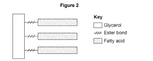 <p>Explain why phospholipids can form a bilayer but triglycerides cannot (3) </p>