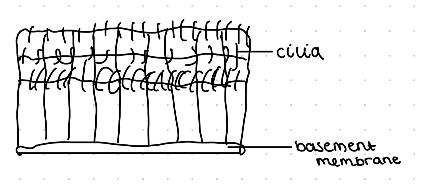 <ul><li><p>Ciliated epithelial cells and goblet cells</p></li><li><p>Lines trachea</p></li><li><p>Goblet cells produce mucus which traps dirt and pathogens</p></li><li><p>Ciliated cells move mucus out of lungs</p></li></ul>
