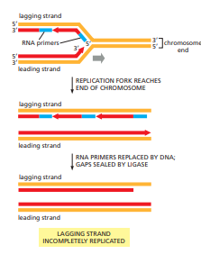 <table style="min-width: 50px;"><colgroup><col style="min-width: 25px;"><col style="min-width: 25px;"></colgroup><tbody><tr><th colspan="1" rowspan="1"><p>Cellen met actieve telomerase</p></th><th colspan="1" rowspan="1"><p>Waarom actief?</p></th></tr><tr><td colspan="1" rowspan="1"><p>Kiemcellen</p></td><td colspan="1" rowspan="1"><p>Voor voortplanting, behouden chromosoomlengte</p></td></tr><tr><td colspan="1" rowspan="1"><p>Stamcellen</p></td><td colspan="1" rowspan="1"><p>Voor continue deling en weefselregeneratie</p></td></tr><tr><td colspan="1" rowspan="1"><p>Kankercellen</p></td><td colspan="1" rowspan="1"><p>Vaak heractivering → onbeperkte deling mogelijk</p></td></tr></tbody></table><ul><li><p><strong>Somatische lichaamscellen:</strong> lage/geen telomerase → telomeren verkorten bij elke deling → draagt bij aan <strong>celveroudering</strong>.</p></li><li><p><strong>Kankercellen:</strong> abnormale telomerase-activiteit voorkomt telomeerverkorting → draagt bij aan <strong>immortalisatie van de cel</strong>.</p></li></ul><p></p>
