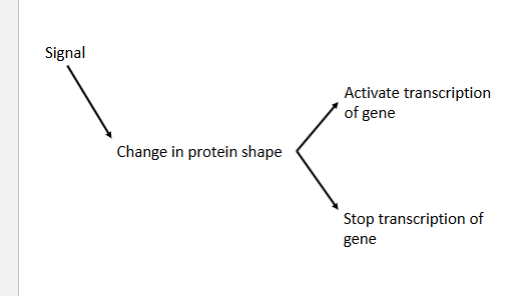 <p>Influenced Factors cause  by internal and external cues</p><ul><li><p>Feedback within the cell</p></li><li><p>Environmental changes ( Temp, pH, osmotic, pressure )</p></li><li><p>Chemical signals ( proteins/ molecules from other cells)</p></li><li><p>Chemical Tags on DNA </p></li></ul><p>Genes are<strong> Regulated </strong>by a<strong> stimulus </strong></p><p></p>