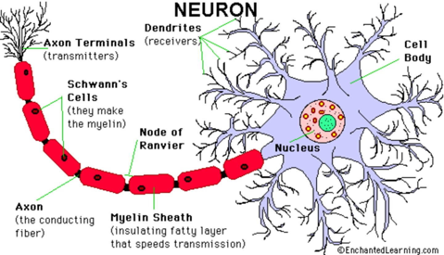 <p>cell body, axon, axon terminal, myelin sheath, dendrites</p>