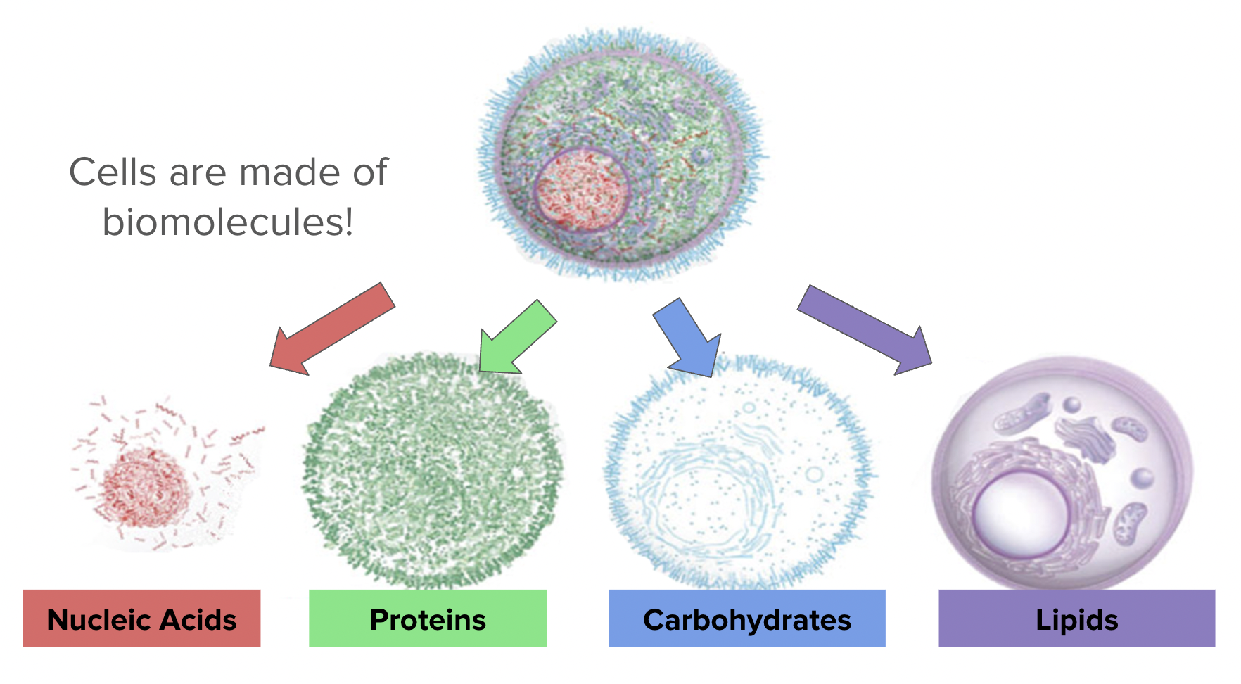 <p>Biomolecules </p>