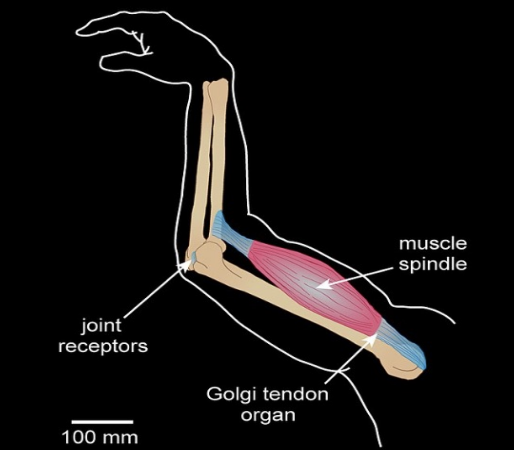 <p>3 Basic types of proprioceptor neurons in vertebrates</p>