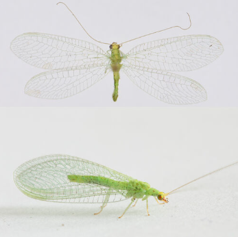 <p><span>Vrij algemeen. Middelgrote, groene gaasvlieg met een gele kop en roodachtige wangvlek. De soort heeft een ietwat vage gele lengtestreep over de rugzijde van het borststuk en het achterlijf lopen. De costaaladers zijn groen met zwarte uiteinden en aan de basis van de voorvleugel is een zwarte vlek zichtbaar.</span></p>