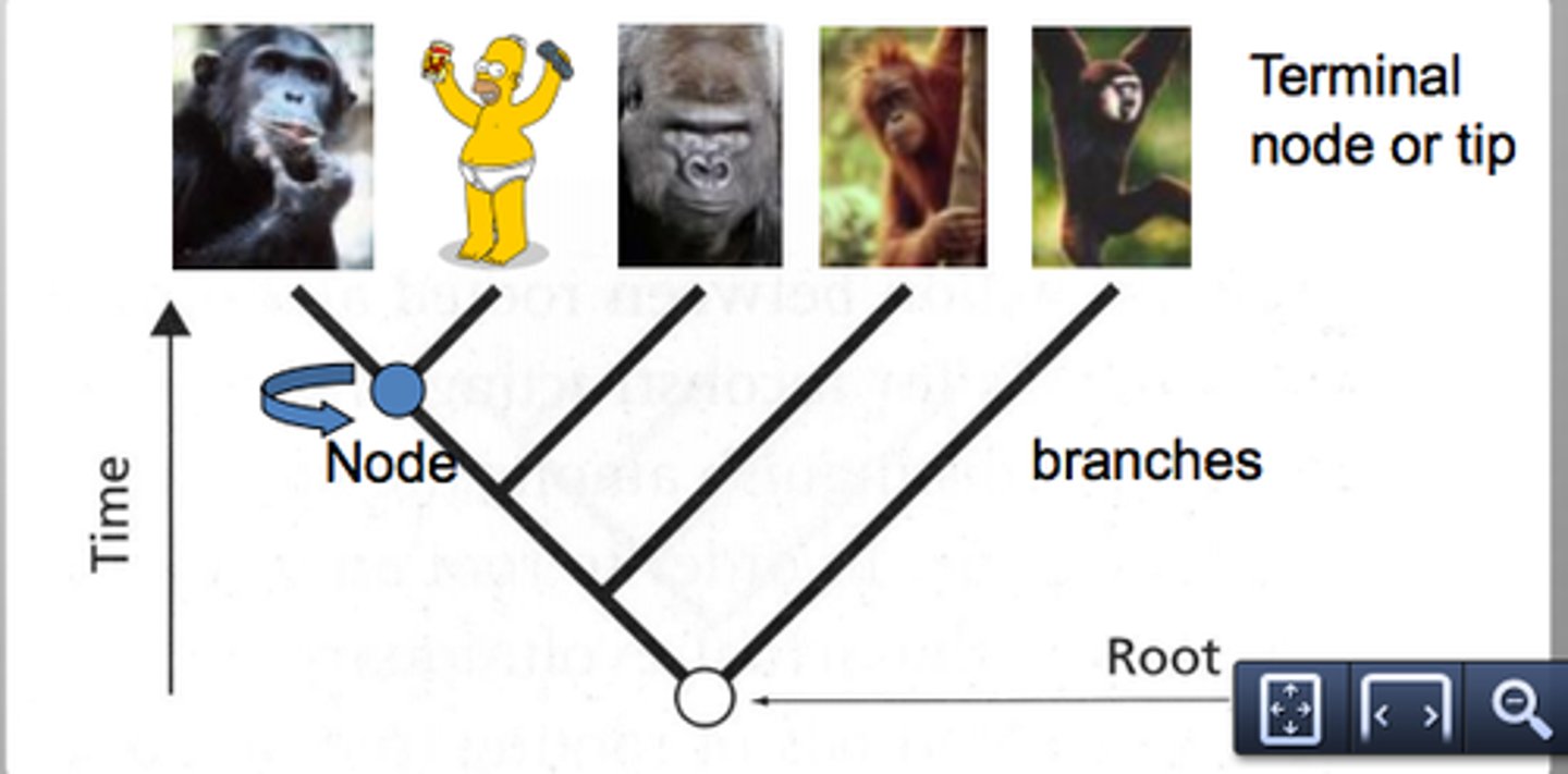 <p>the last point at which two groups shared a common ancestor, if two organisms share a recent node they are closely related</p>