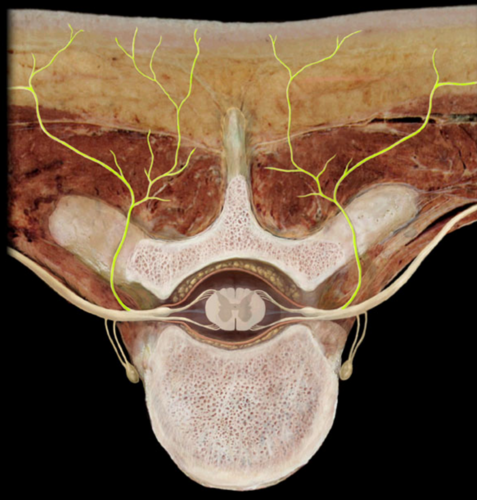 innervates deep muscles of trunk and functions in movements of the vertebral column and sensation of the skin near the middle of the back.