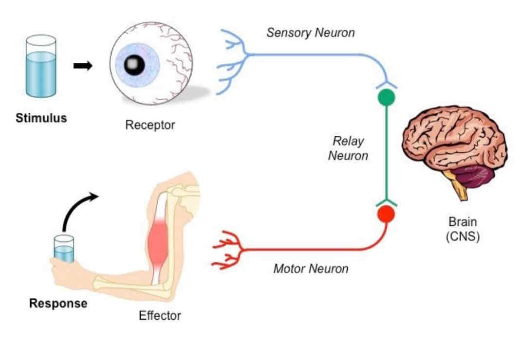 <ul><li><p>Stimulus</p></li><li><p>Receptor</p></li><li><p>Sensory neurons</p></li><li><p>Relay Neuron </p></li><li><p>Brain and spine</p></li><li><p>Motor neurone</p></li><li><p>Effector</p></li><li><p>Response</p></li></ul>