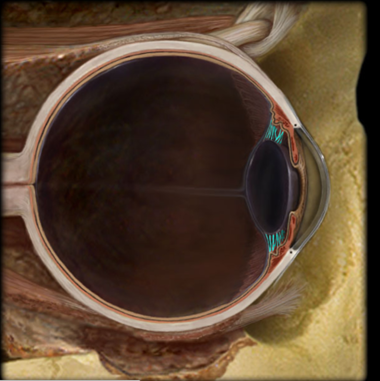 <h4 collapsed="false" seolevelmigrated="true"><strong>Location:</strong></h4><ul><li><p>Eye</p></li><li><p>Between ciliary body and lens</p></li></ul><h4 collapsed="false" seolevelmigrated="true"><strong>Description:</strong></h4><ul><li><p>Transparent, elastic fibers</p></li><li><p>Suspends lens from ciliary body</p></li><li><p>Connects ciliary muscle to lens</p></li></ul><h4 collapsed="false" seolevelmigrated="true"><strong>Function:</strong></h4><ul><li><p>Permits thickness of lens to change with contraction/relaxation of ciliary muscle</p></li><li><p>Contraction of ciliary muscle &gt; relaxes suspensory ligaments &gt; lens thickens</p></li><li><p>Relaxation of ciliary muscle &gt; tenses supsensory ligaments &gt; lens gets thinner</p></li></ul><h4 collapsed="false" seolevelmigrated="true"><strong>Also known as:</strong></h4><ul><li><p>Zonular fibers or zonule of Zinn</p></li></ul>