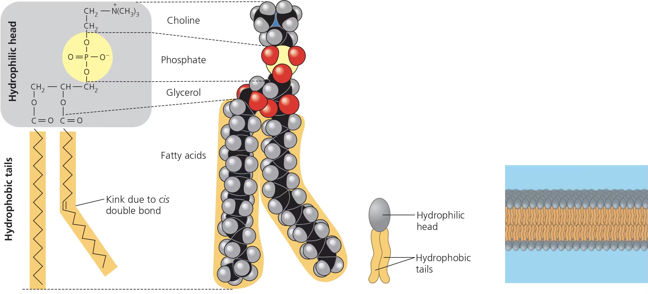 <ul><li><p>major component of cell membranes</p></li><li><p>hydrophilic head w/ phosphate group</p><ul><li><p>2 hydrophobic fatty acid tails</p></li></ul></li></ul>