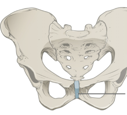 <p>A cartilaginous joint located between the left and right pubic bones, allowing limited movement and providing stability to the pelvis. </p>
