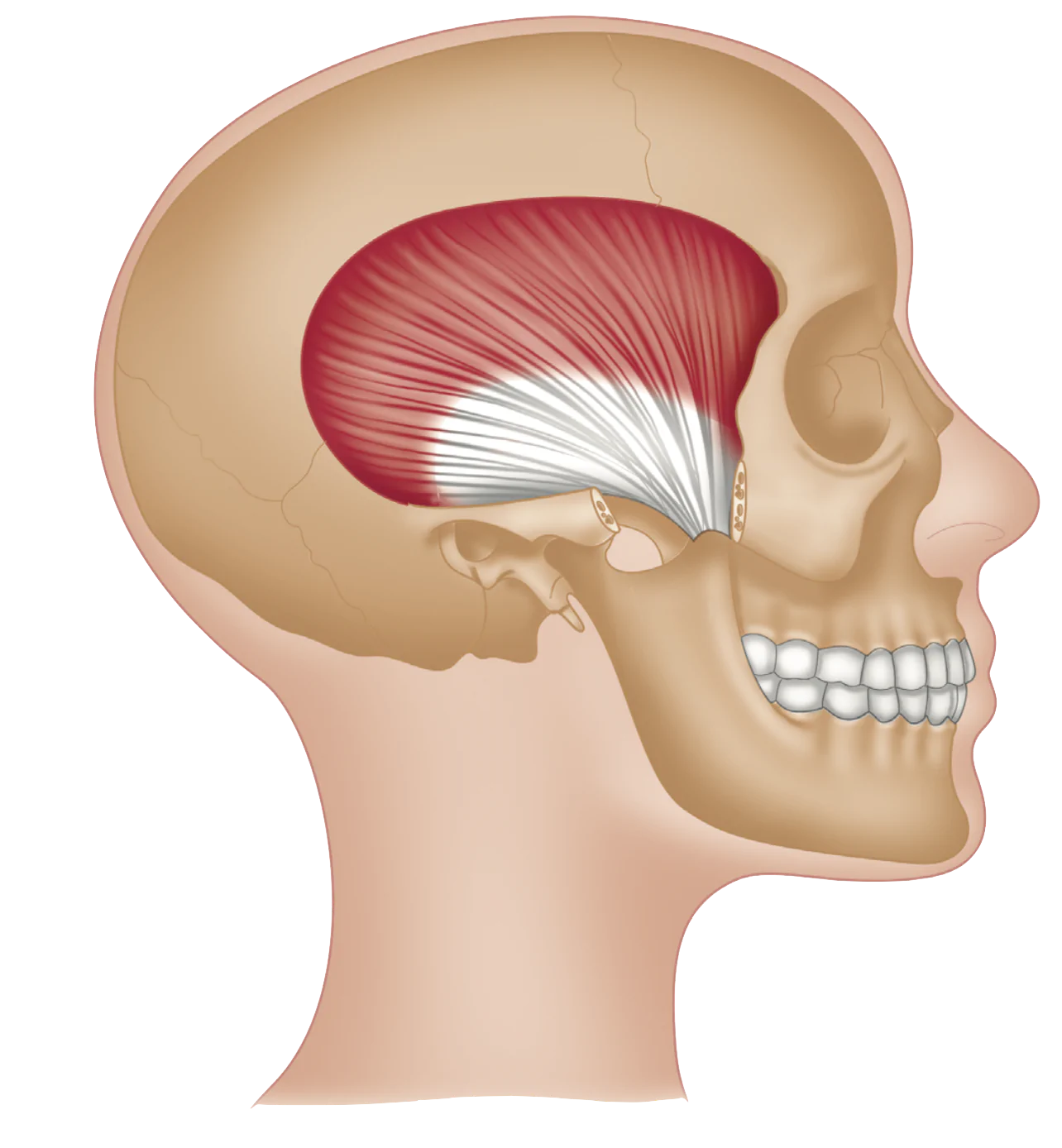 <p>Origin: Temporal Fossa Insertion: Coronoid Process of Mandible Action: Move mandible up, back, and side to side</p>