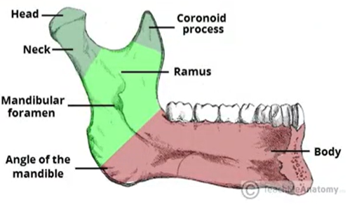 <p>Point or region where two sides of a bone meet at an angle</p>