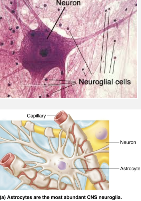 <p><code>Neuroglia (glial cells)</code></p><ul><li><p><strong>STRUCTURE </strong></p><ul><li><p>Most abundant, versatile, and highly branched of glial cells </p></li><li><p>Cling to neurons, synaptic endings, and capillaries </p></li></ul></li><li><p><strong>FUNCTION </strong></p><ol><li><p>Support and brace neurons </p></li><li><p>Play role in exchanges between capillaries and neurons </p></li><li><p>Participate in information processing in brain </p></li></ol></li></ul><p></p>