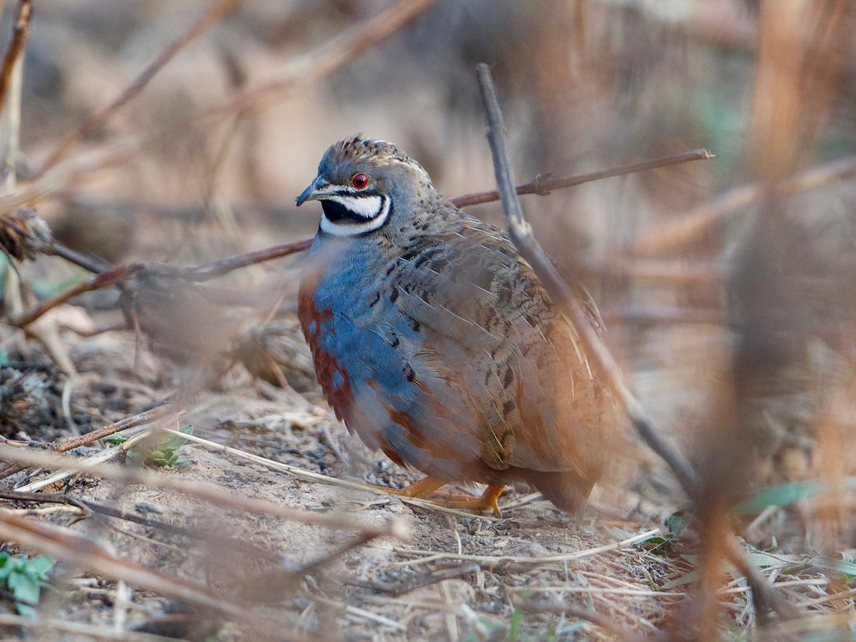 <p>Blue-Breasted Quail </p>