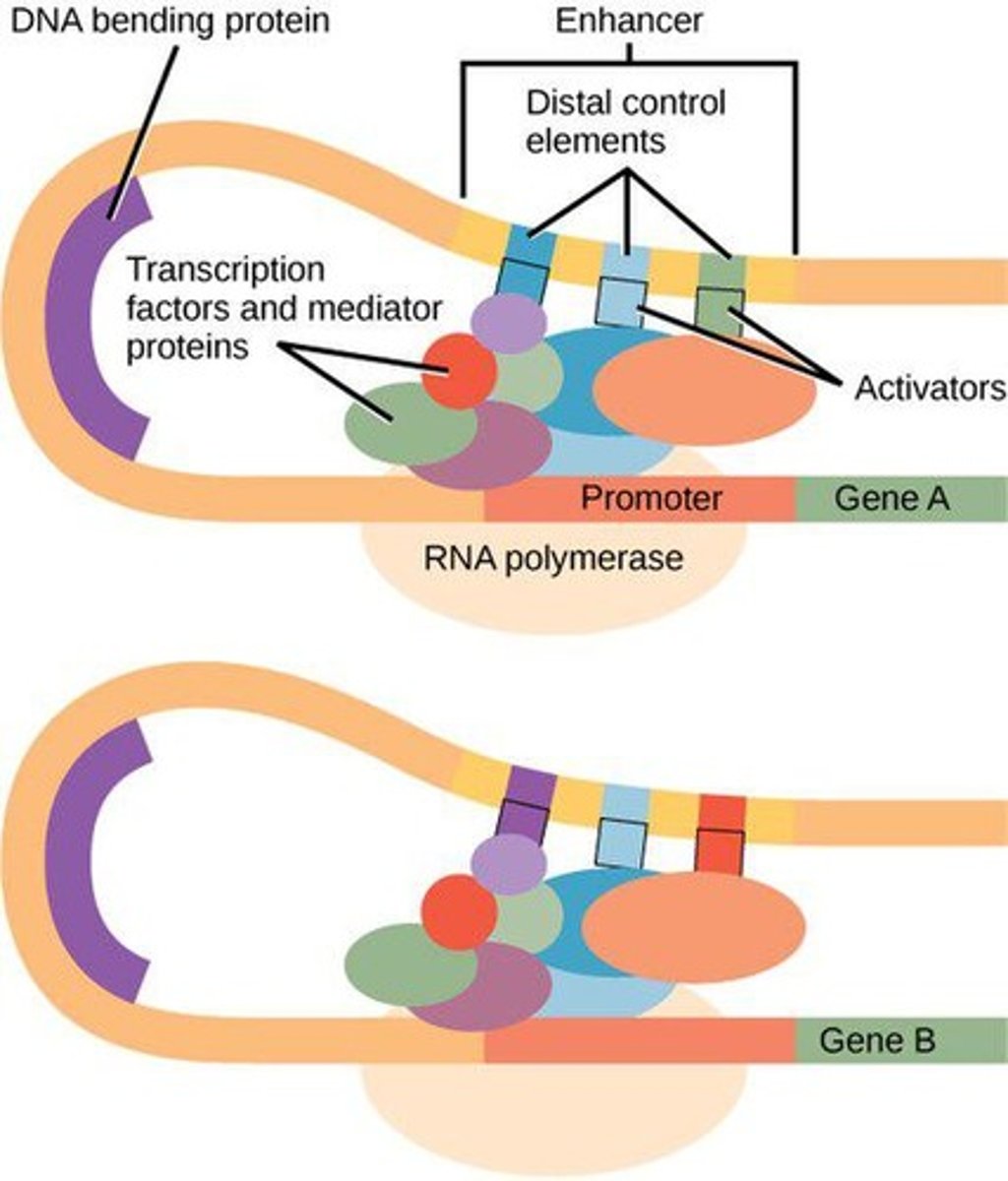 <p>Distal control elements that can increase the rate of transcription when bound by activators.</p>