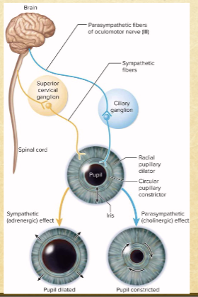 <p>pupillary dilator muscle (sym) dilates pupil</p><p>constrictor pupilae (para) constricts pupil</p>