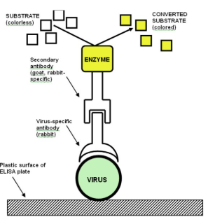 <p>serologic method to detect antibodies or antigen</p>
