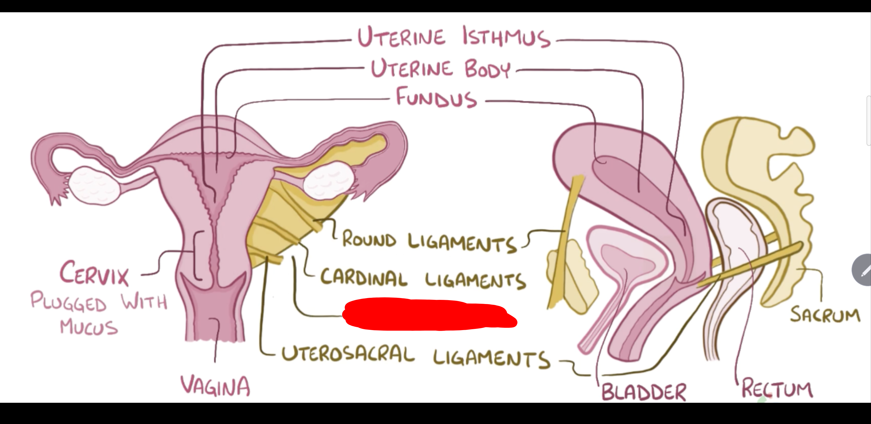 <p>Name the structure in red</p>