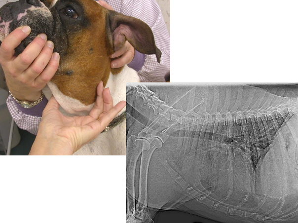 <p>PNSs are often the first sign of malignancy and may be hallmarks of certain cancers</p><p>in most cases, PNS parallels underlying malignancy</p>