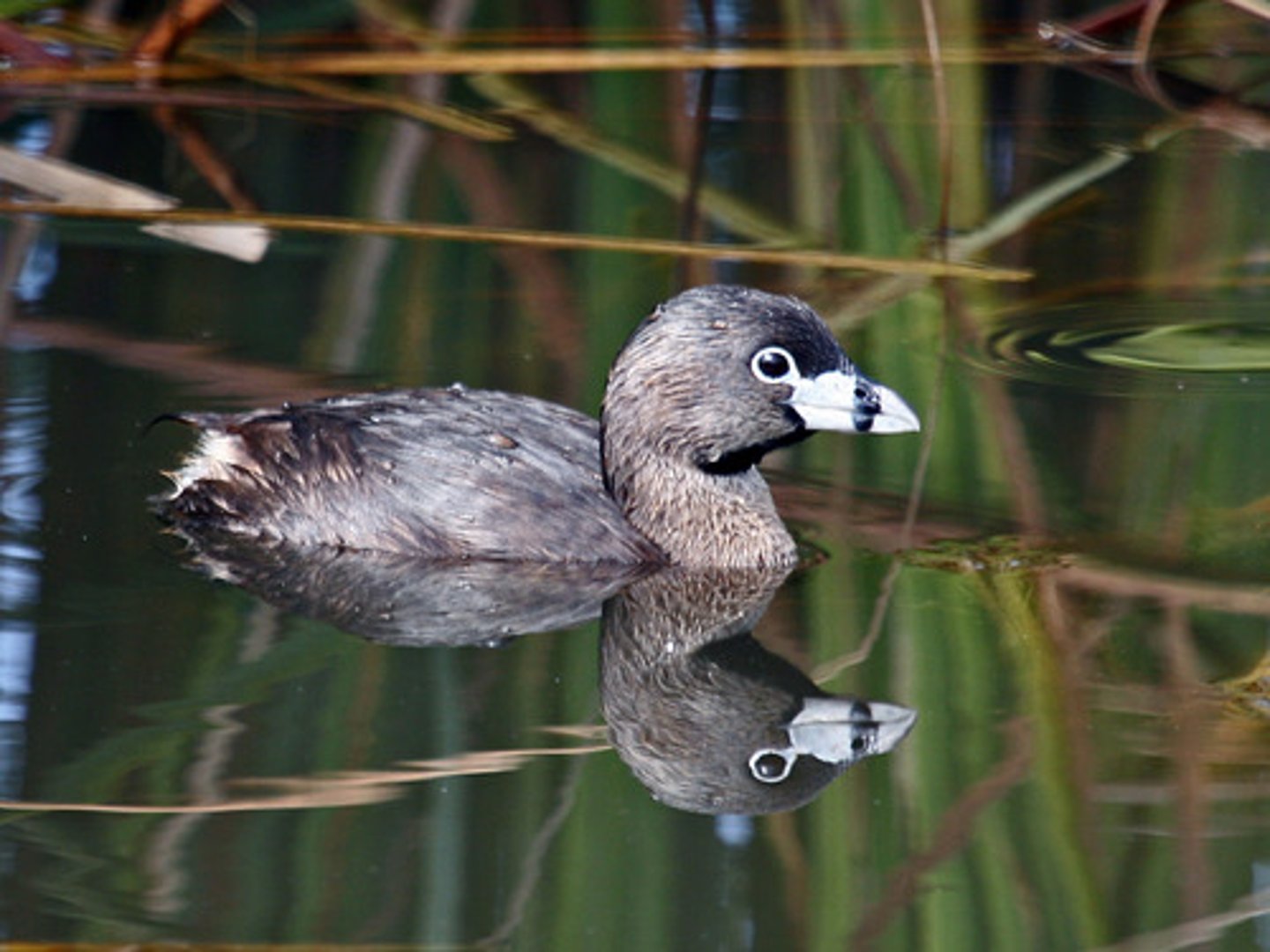 <p>Pied-billed Grebe</p>