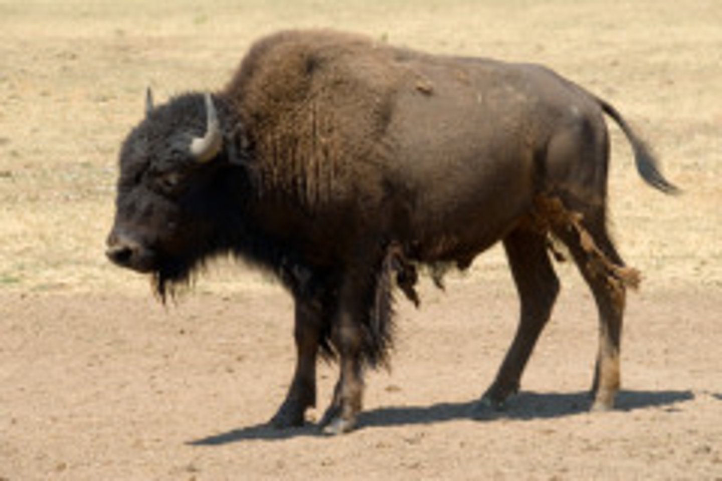 <p>An animal that was used by the Plains Indians for food, shelter, and clothing.</p>