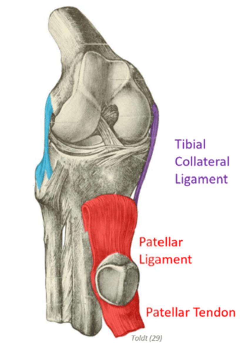 <p>MCL connects the medial femur to the medial tibia</p><p>- it resists valgus stresses, stresses pushing the knee inwards</p><p>- stabilizes the medial side of the knee, more commonly</p><p>injured</p>
