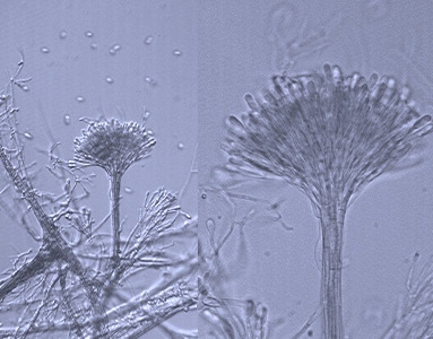 <p>a mass of conidiophores grouped together</p>