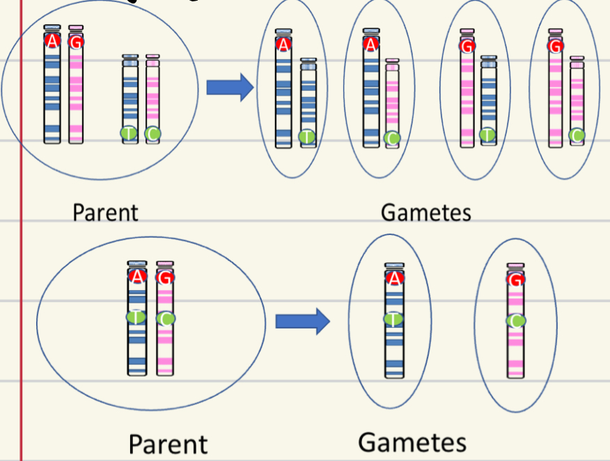 <ul><li><p>If loci are on the separate chromosomes = alleles segregate rsndomly</p></li><li><p>If loci are on the same chromosome = may not segregate randomly</p></li></ul><p></p>