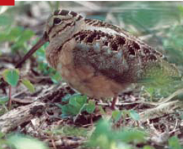 <p><span><span>Scolopax minor </span></span></p>