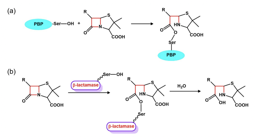 <p>How does the R chain somewhat prevent Beta-lactamase from <em>snipping</em> the Beta-lactam?</p>