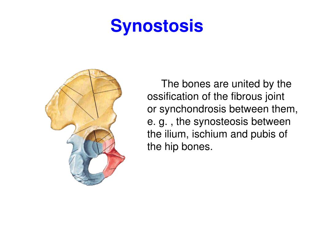 <p>The complete fusion of 2 separate halves of sutures joints</p>