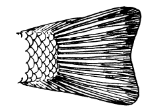 <p>Vertebral column ends at the base of tail fin. lobes of fine equal in size. </p>